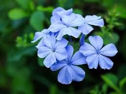 Flower Seeds, Seeds,Seeds For Planting,Plant Seeds