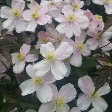 Flower Seeds, Seeds,Seeds For Planting,Plant Seeds
