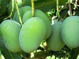Fruit Seeds,Garden seeds, Seeds For Planting,Plant Seeds