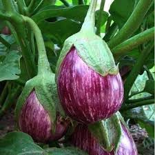 Vegetable Seeds,Garden seeds, Seeds For Planting,Plant Seeds