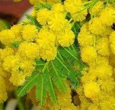 Flower Seeds, Seeds,Seeds For Planting,Plant Seeds