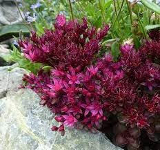 Flower Seeds, Seeds,Seeds For Planting,Plant Seeds