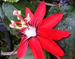 Flower Seeds, Seeds,Seeds For Planting,Plant Seeds