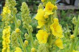 Flower Seeds, Seeds,Seeds For Planting,Plant Seeds
