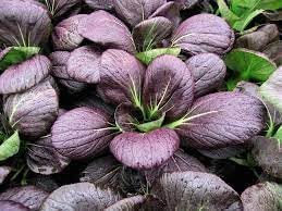 Vegetable Seeds,Garden seeds, Seeds For Planting,Plant Seeds