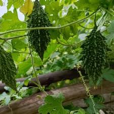 Bitter Gourd Seeds for Planting – High Yield, Fast Germination, Non-GMO Vegetable Seeds