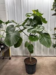 Flower Seeds, Seeds,Seeds For Planting,Plant Seeds