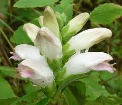 Flower Seeds, Seeds,Seeds For Planting,Plant Seeds