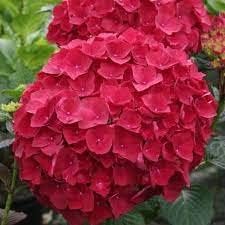 Red Hydrangea Flower Seeds for Planting Heirloom Non-GMO High Germination Organic Garden Seeds