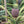 Fruit Seeds,Garden seeds, Seeds For Planting,Plant Seeds