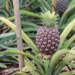 Fruit Seeds,Garden seeds, Seeds For Planting,Plant Seeds
