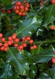 Fruit Seeds,Garden seeds, Seeds For Planting,Plant Seeds