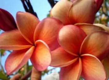 Flower Seeds, Seeds,Seeds For Planting,Plant Seeds