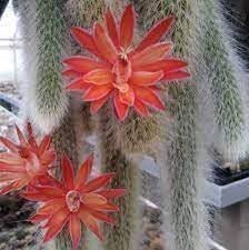 Flower Seeds, Seeds,Seeds For Planting,Plant Seeds