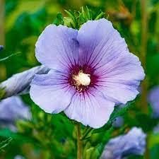 Flower Seeds, Seeds,Seeds For Planting,Plant Seeds