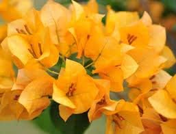 Flower Seeds, Seeds,Seeds For Planting,Plant Seeds