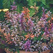 Flower Seeds, Seeds,Seeds For Planting,Plant Seeds