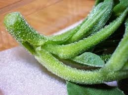 Vegetable Seeds,Garden seeds, Seeds For Planting,Plant Seeds