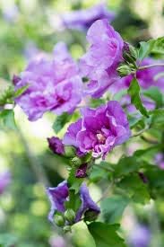 Flower Seeds, Seeds,Seeds For Planting,Plant Seeds