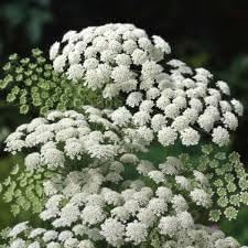 Flower Seeds, Seeds,Seeds For Planting,Plant Seeds