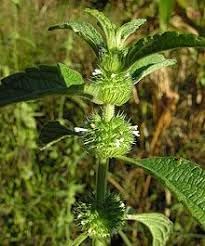 Flower Seeds, Seeds,Seeds For Planting,Plant Seeds