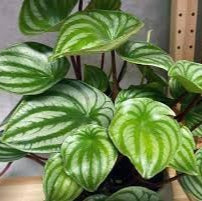 Fruit Seeds,Garden seeds, Seeds For Planting,Plant Seeds