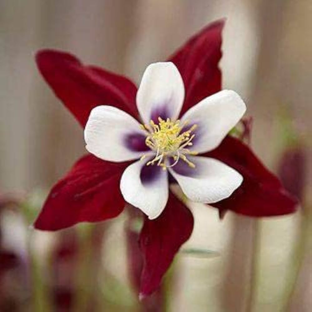 Flower Seeds, Seeds,Seeds For Planting,Plant Seeds