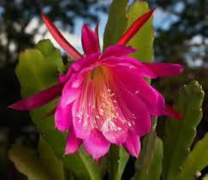 Flower Seeds, Seeds,Seeds For Planting,Plant Seeds