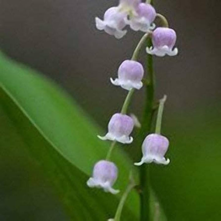 Flower Seeds, Seeds,Seeds For Planting,Plant Seeds
