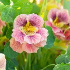 Flower Seeds, Seeds,Seeds For Planting,Plant Seeds