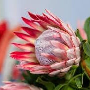 Flower Seeds, Seeds,Seeds For Planting,Plant Seeds