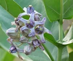 Gigantea Flower Seeds for Planting – Heirloom, Non-GMO, High Germination Organic Garden Seeds