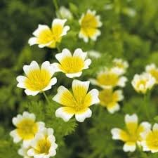 Flower Seeds, Seeds,Seeds For Planting,Plant Seeds
