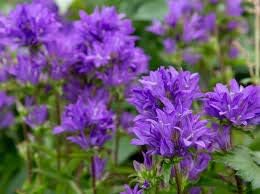 Flower Seeds, Seeds,Seeds For Planting,Plant Seeds