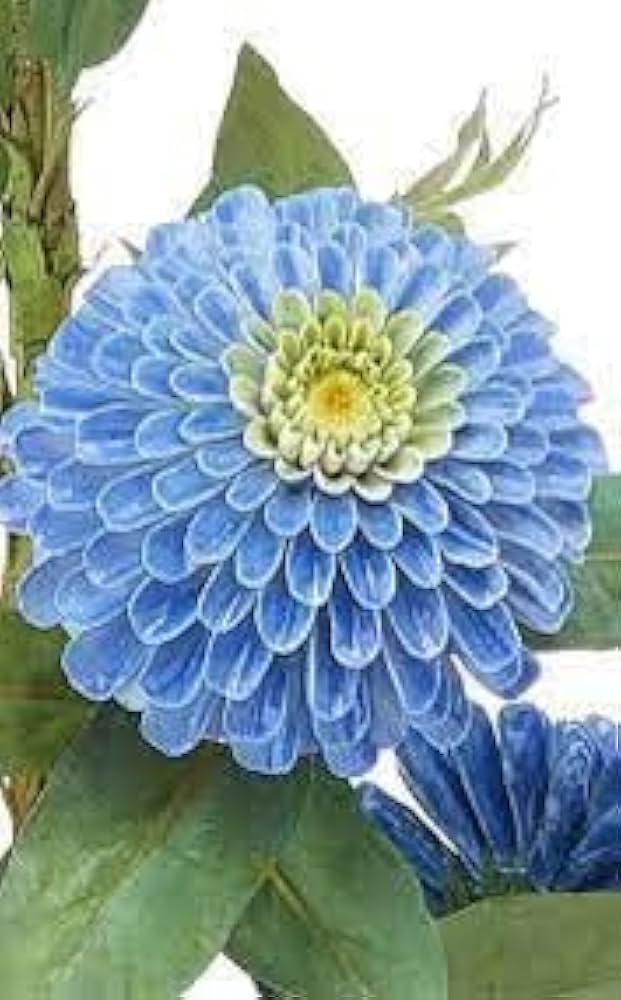 Sky Blue Zinnia Flower Seeds for Planting – Hardy Variety, Heirloom, Non-GMO for Home Garden