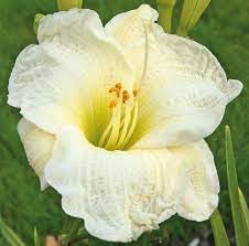 Flower Seeds, Seeds,Seeds For Planting,Plant Seeds