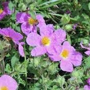 Flower Seeds, Seeds,Seeds For Planting,Plant Seeds