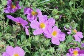 Flower Seeds, Seeds,Seeds For Planting,Plant Seeds