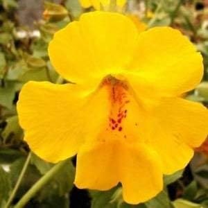 Flower Seeds, Seeds,Seeds For Planting,Plant Seeds