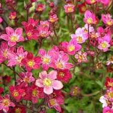 Flower Seeds, Seeds,Seeds For Planting,Plant Seeds