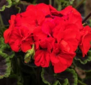 Flower Seeds, Seeds,Seeds For Planting,Plant Seeds