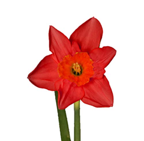 Red Double Narcissus Flower Seeds – Wildflower Mix, Heirloom & Non-GMO for Home Garden
