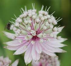 Flower Seeds, Seeds,Seeds For Planting,Plant Seeds