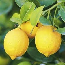 Fruit Seeds,Garden seeds, Seeds For Planting,Plant Seeds