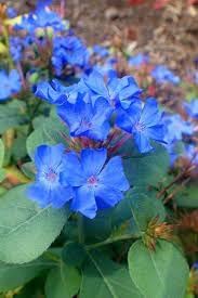 Ceratostigma Plumbaginoides Flower Seeds for Planting – Heirloom, Non-GMO, High Germination Organic Garden Seeds
