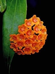 Flower Seeds, Seeds,Seeds For Planting,Plant Seeds