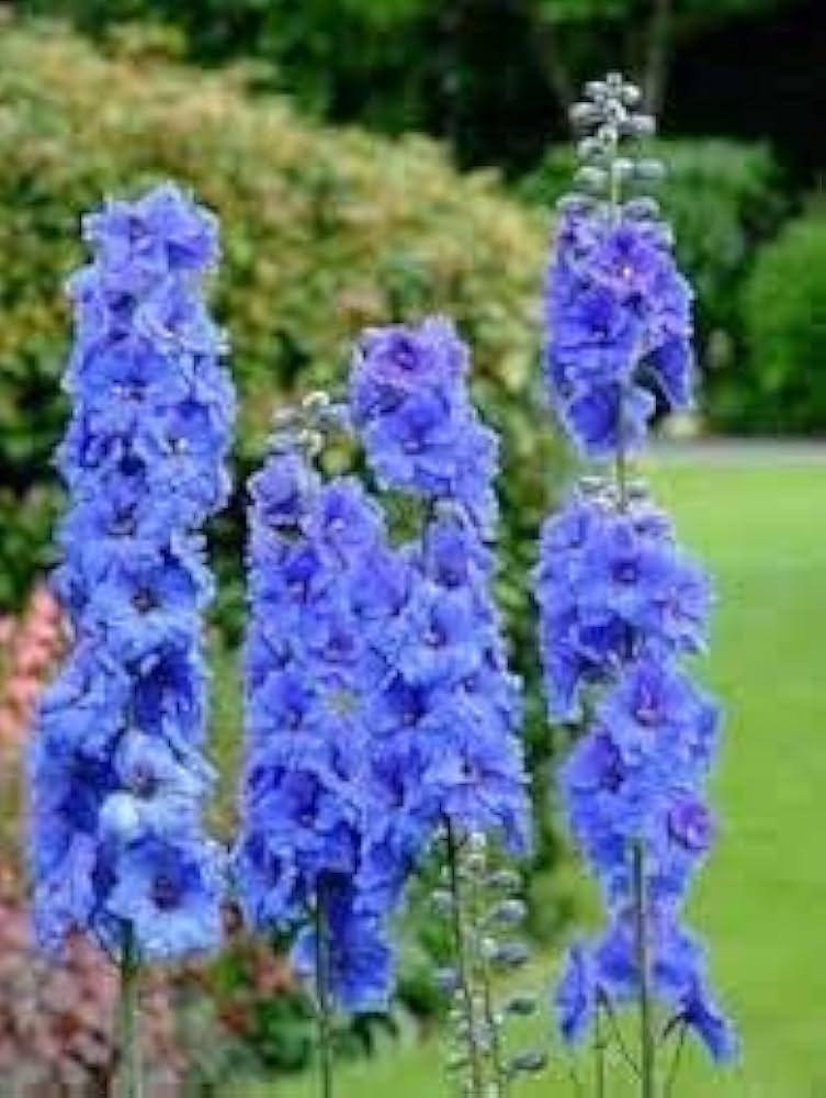 Double Hollyhock Sky Blue Flower Seeds for Planting 100 pcs - Cut Flower Favorite, Heirloom & GMO Free Seeds for Home Garden