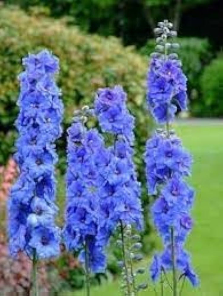 Double Hollyhock Sky Blue Flower Seeds for Planting 100 pcs - Cut Flower Favorite, Heirloom & GMO Free Seeds for Home Garden