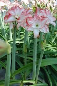 Flower Seeds, Seeds,Seeds For Planting,Plant Seeds