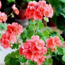 Flower Seeds, Seeds,Seeds For Planting,Plant Seeds